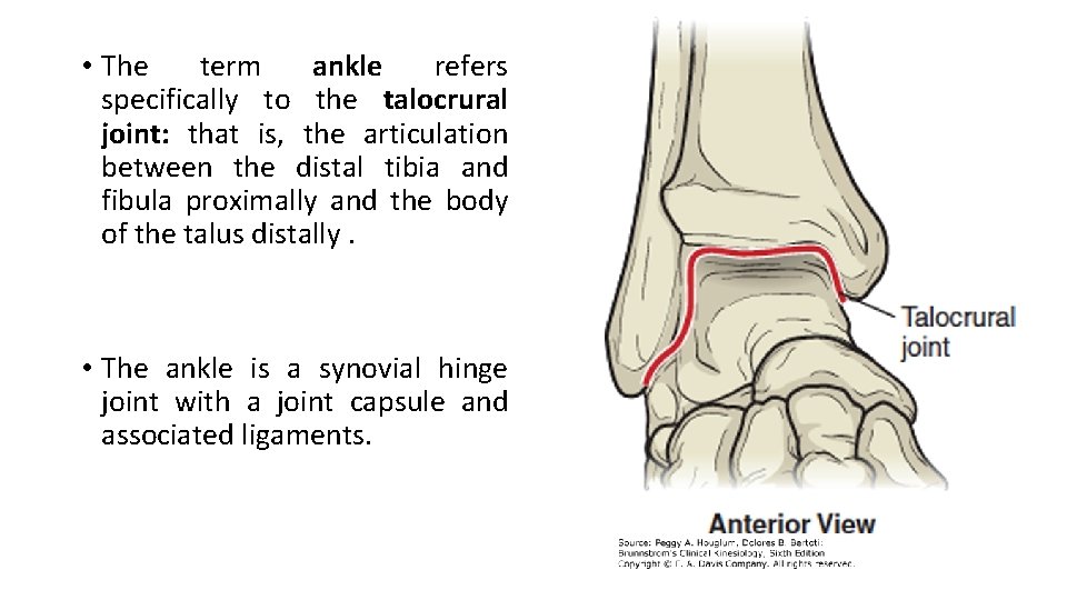  • The term ankle refers specifically to the talocrural joint: that is, the