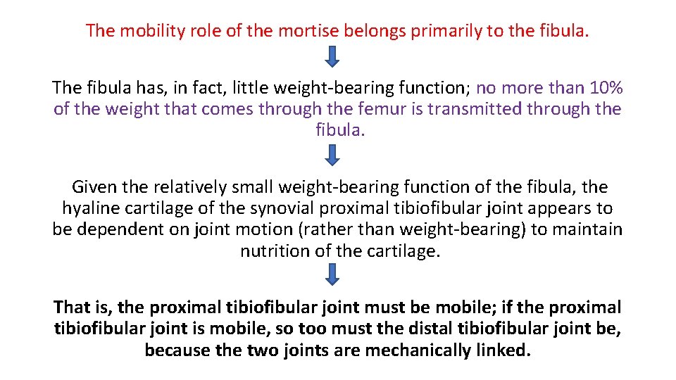 The mobility role of the mortise belongs primarily to the fibula. The fibula has,