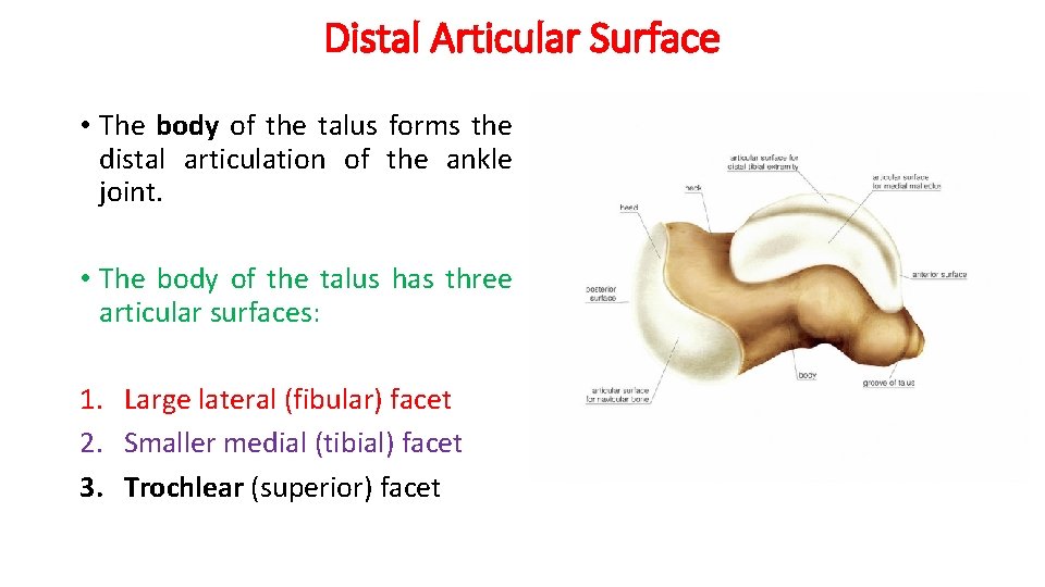 Distal Articular Surface • The body of the talus forms the distal articulation of