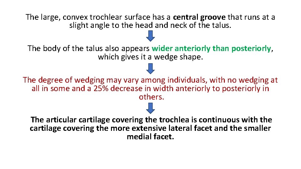 The large, convex trochlear surface has a central groove that runs at a slight