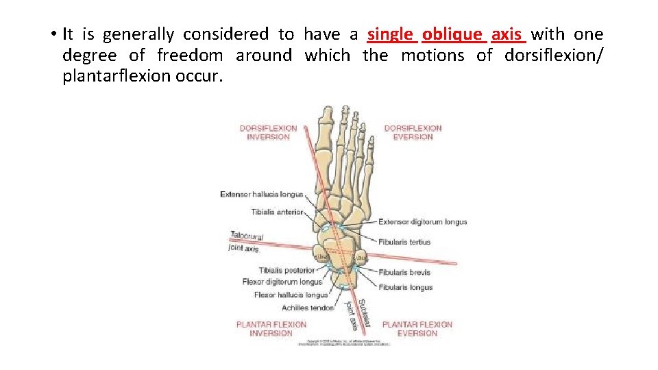  • It is generally considered to have a single oblique axis with one