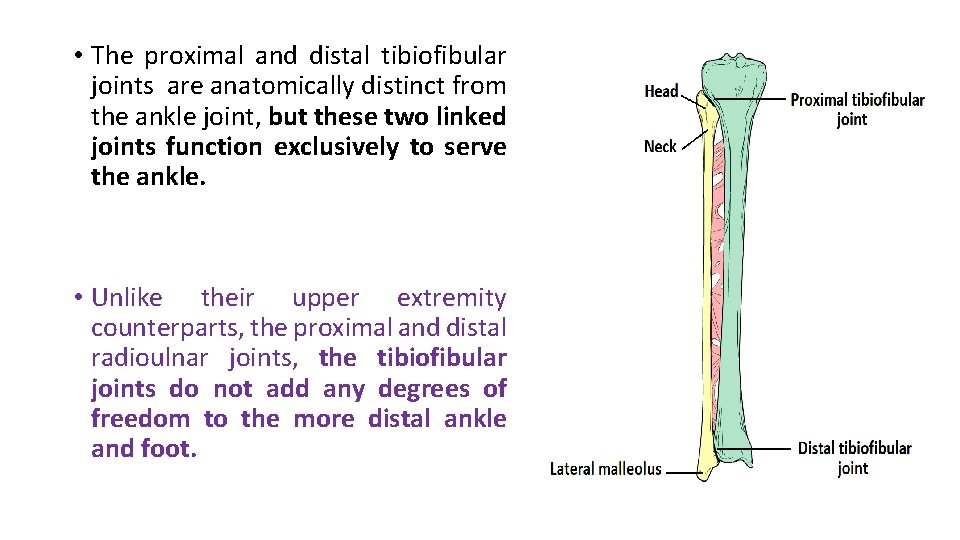  • The proximal and distal tibiofibular joints are anatomically distinct from the ankle
