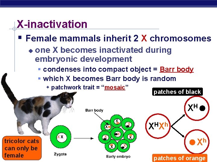 X-inactivation Female mammals inherit 2 X chromosomes one X becomes inactivated during embryonic development