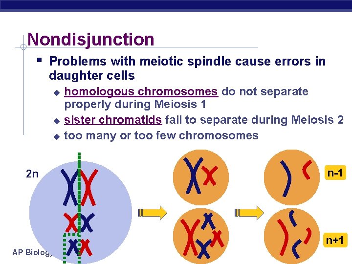 Nondisjunction Problems with meiotic spindle cause errors in daughter cells 2 n homologous chromosomes