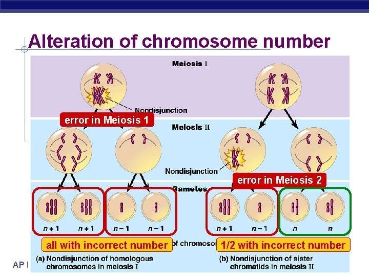 Alteration of chromosome number error in Meiosis 1 error in Meiosis 2 all with