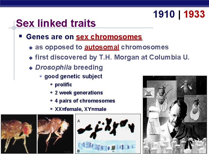 Sex linked traits 1910 | 1933 Genes are on sex chromosomes as opposed to