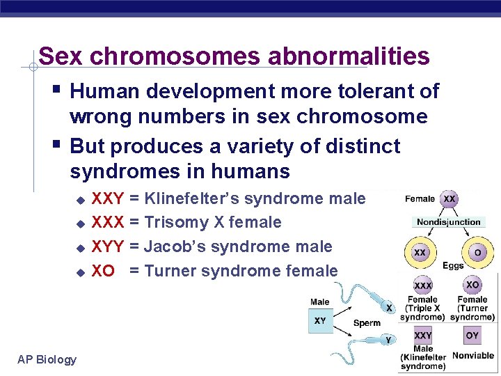 Sex chromosomes abnormalities Human development more tolerant of wrong numbers in sex chromosome But