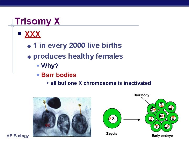 Trisomy X XXX 1 in every 2000 live births produces healthy females Why? Barr