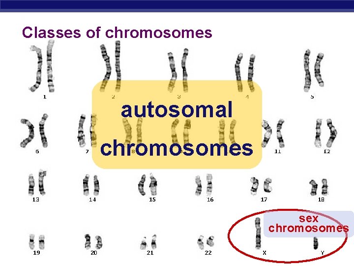 Classes of chromosomes autosomal chromosomes sex chromosomes AP Biology 