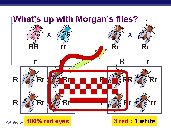 What’s up with Morgan’s flies? x RR r x rr Rr r R Rr
