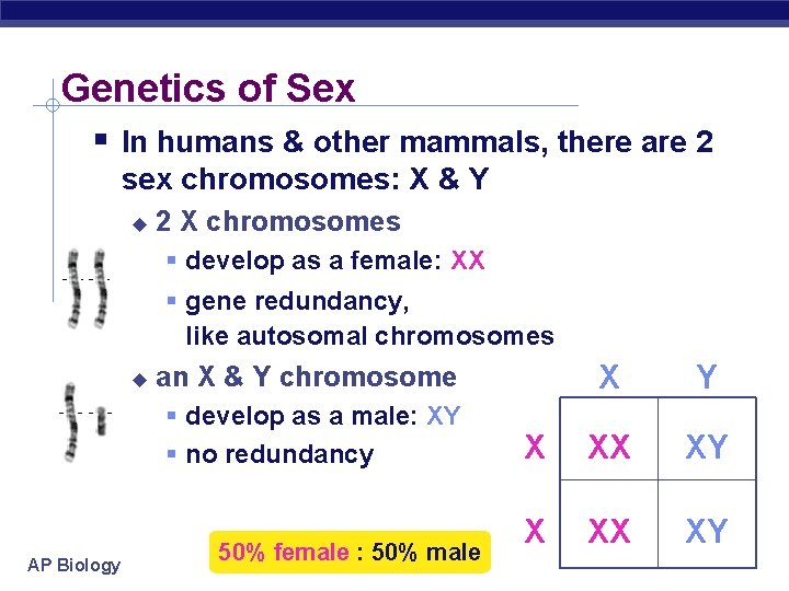 Genetics of Sex In humans & other mammals, there are 2 sex chromosomes: X
