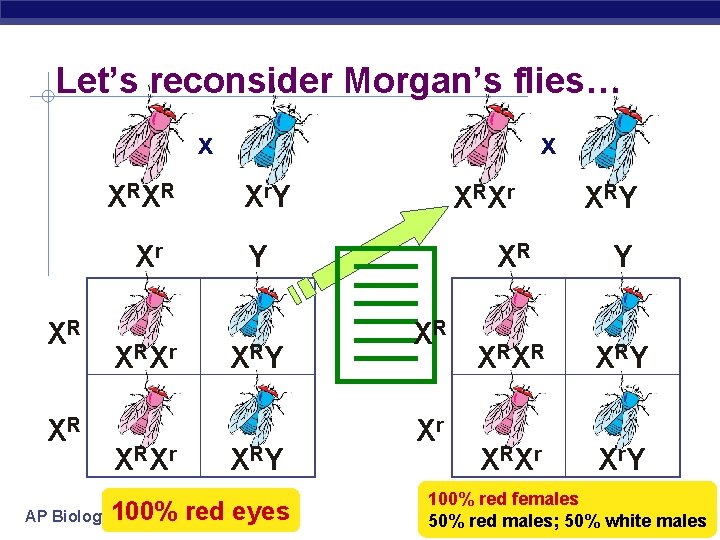 Let’s reconsider Morgan’s flies… x X RX R Xr XR XR X RX r
