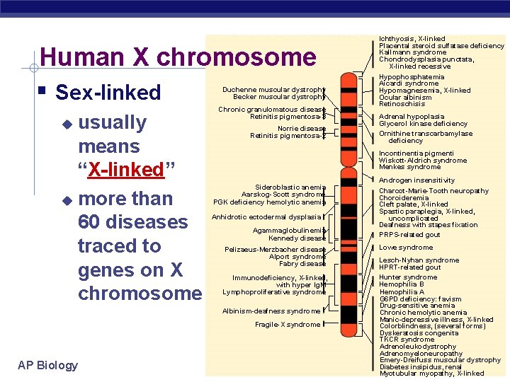 Human X chromosome Sex-linked Duchenne muscular dystrophy Becker muscular dystrophy usually means “X-linked” more