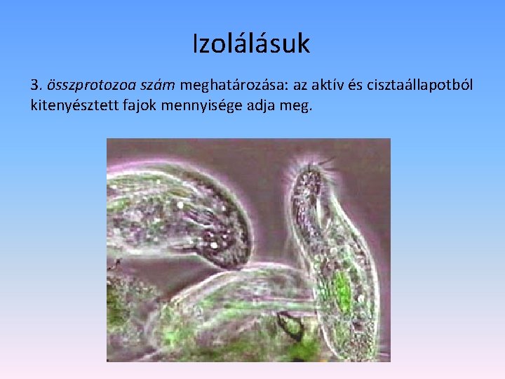 Izolálásuk 3. összprotozoa szám meghatározása: az aktív és cisztaállapotból kitenyésztett fajok mennyisége adja meg.
