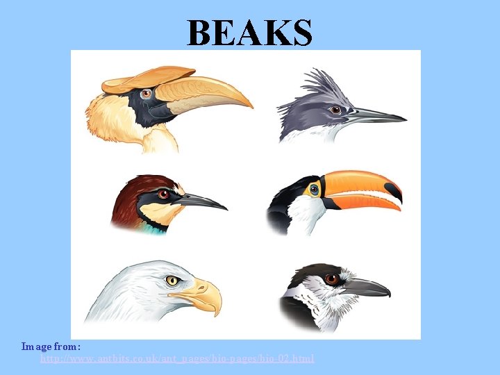 BEAKS Image from: http: //www. antbits. co. uk/ant_pages/bio-02. html 