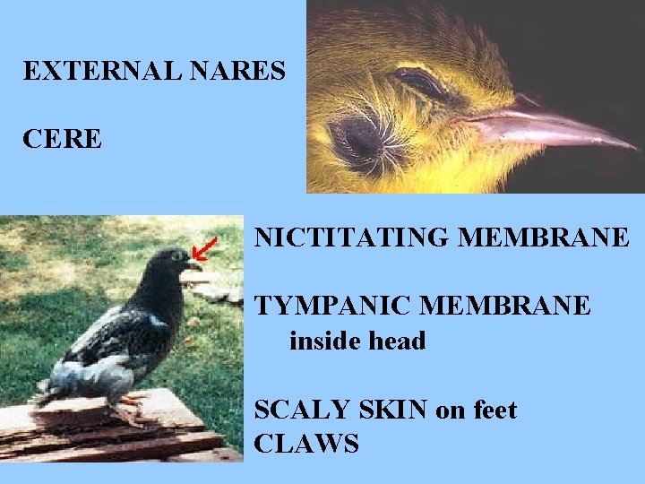 EXTERNAL NARES CERE NICTITATING MEMBRANE TYMPANIC MEMBRANE inside head SCALY SKIN on feet CLAWS