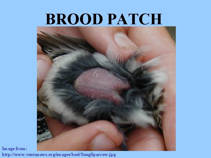 BROOD PATCH Image from: http: //www. ventanaws. org/images/bsol/Song. Sparrow. jpg 