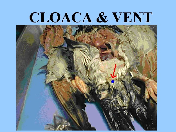 CLOACA & VENT 