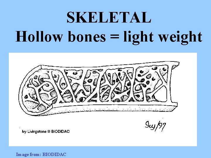 SKELETAL Hollow bones = light weight Image from: BIODIDAC 