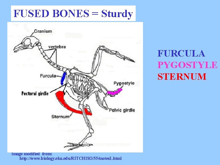 FUSED BONES = Sturdy FURCULA PYGOSTYLE STERNUM Image modified from: http: //www. biology. eku.