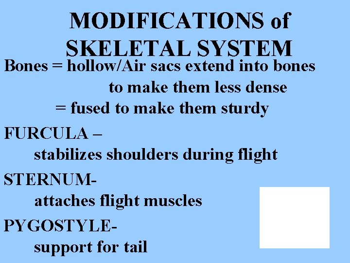 MODIFICATIONS of SKELETAL SYSTEM Bones = hollow/Air sacs extend into bones to make them