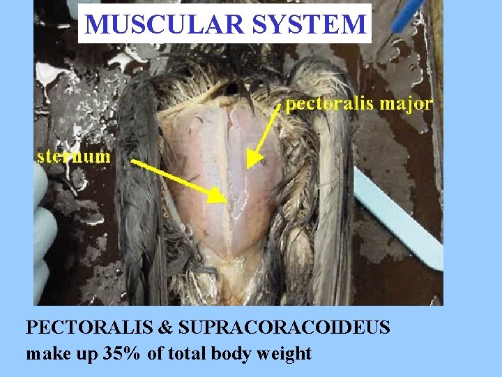 MUSCULAR SYSTEM PECTORALIS & SUPRACOIDEUS make up 35% of total body weight 