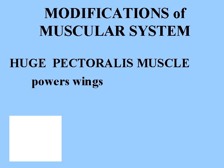 MODIFICATIONS of MUSCULAR SYSTEM HUGE PECTORALIS MUSCLE powers wings 
