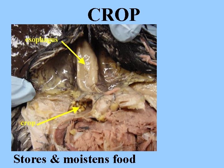 CROP Stores & moistens food 