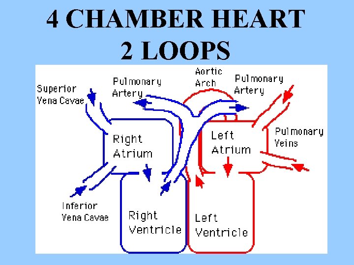 4 CHAMBER HEART 2 LOOPS 