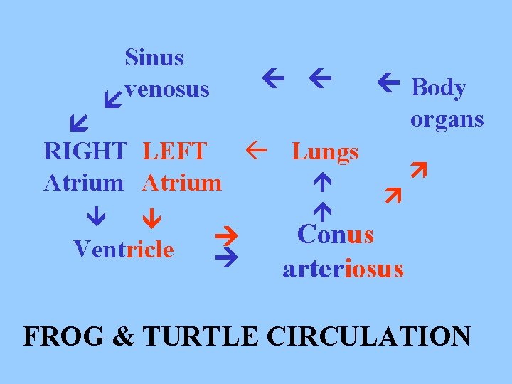 Sinus venosus RIGHT LEFT Lungs Atrium Ventricle Body organs Conus arteriosus FROG & TURTLE