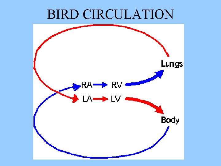 BIRD CIRCULATION 