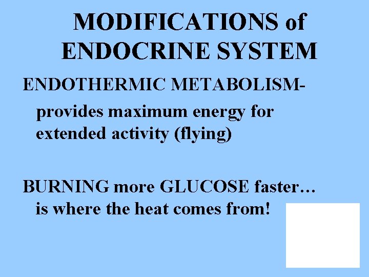 MODIFICATIONS of ENDOCRINE SYSTEM ENDOTHERMIC METABOLISMprovides maximum energy for extended activity (flying) BURNING more