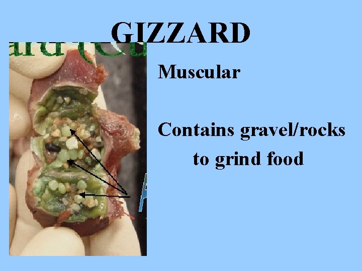 GIZZARD Muscular Contains gravel/rocks to grind food 