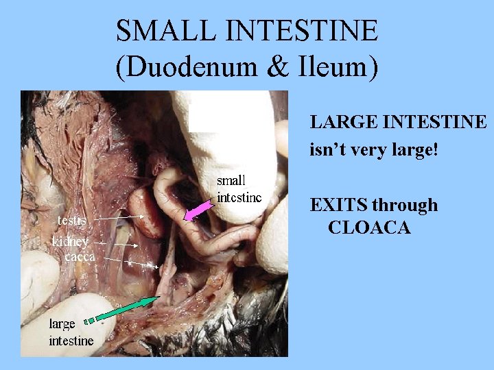 SMALL INTESTINE (Duodenum & Ileum) LARGE INTESTINE isn’t very large! EXITS through CLOACA 