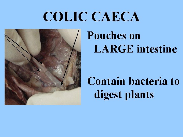 COLIC CAECA Pouches on LARGE intestine Contain bacteria to digest plants 