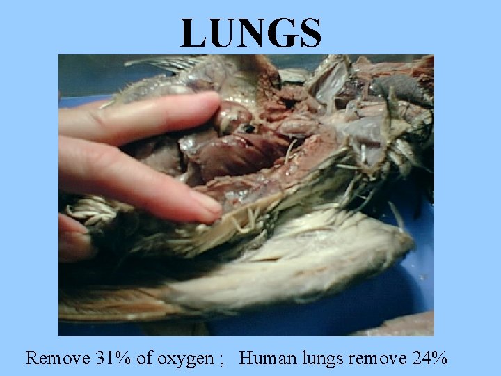 LUNGS Remove 31% of oxygen ; Human lungs remove 24% 