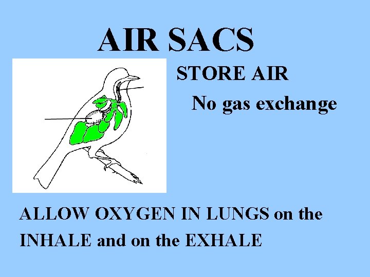 AIR SACS STORE AIR No gas exchange ALLOW OXYGEN IN LUNGS on the INHALE