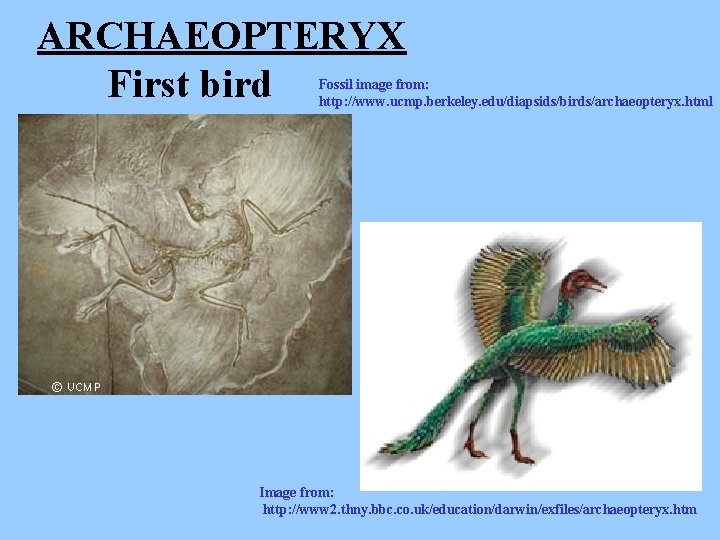 ARCHAEOPTERYX First bird Fossil image from: http: //www. ucmp. berkeley. edu/diapsids/birds/archaeopteryx. html Image from:
