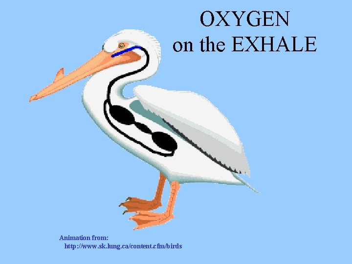 OXYGEN on the EXHALE Animation from: http: //www. sk. lung. ca/content. cfm/birds 