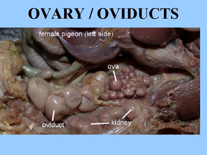 OVARY / OVIDUCTS 