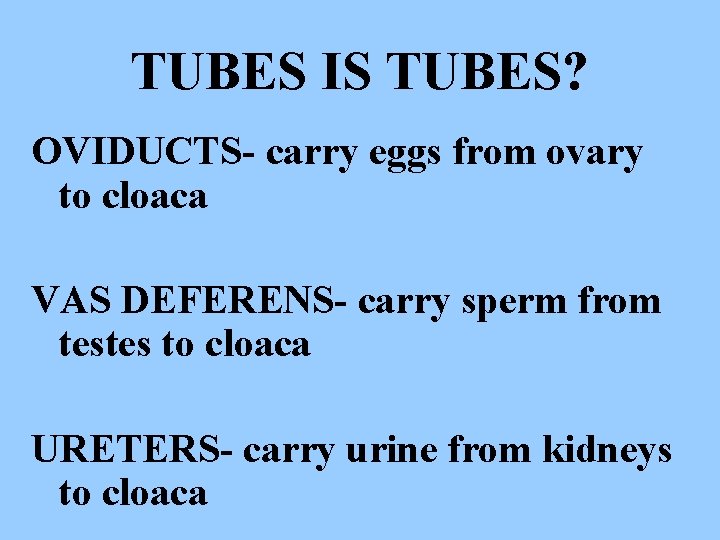 TUBES IS TUBES? OVIDUCTS- carry eggs from ovary to cloaca VAS DEFERENS- carry sperm
