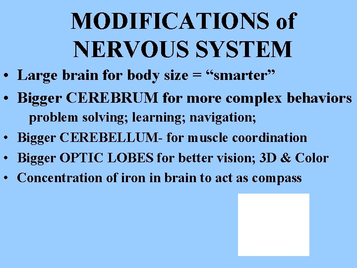 MODIFICATIONS of NERVOUS SYSTEM • Large brain for body size = “smarter” • Bigger