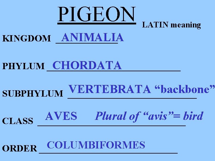 PIGEON LATIN meaning ANIMALIA KINGDOM _______ PHYLUM ______________ CHORDATA VERTEBRATA “backbone” SUBPHYLUM ______________ AVES