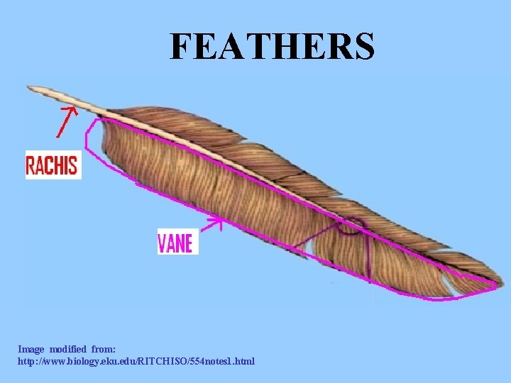 FEATHERS Image modified from: http: //www. biology. eku. edu/RITCHISO/554 notes 1. html 