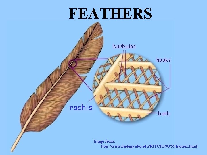 FEATHERS rachis Image from: http: //www. biology. eku. edu/RITCHISO/554 notes 1. html 