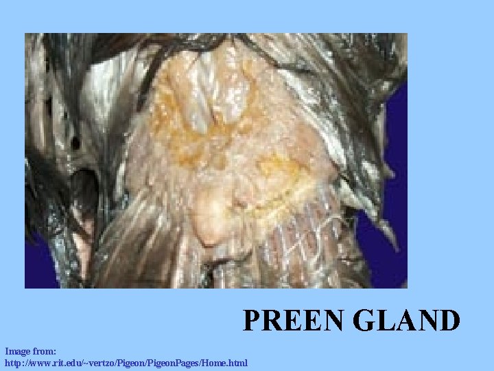 PREEN GLAND Image from: http: //www. rit. edu/~vertzo/Pigeon. Pages/Home. html 