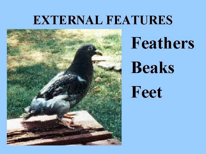 EXTERNAL FEATURES Feathers Beaks Feet 