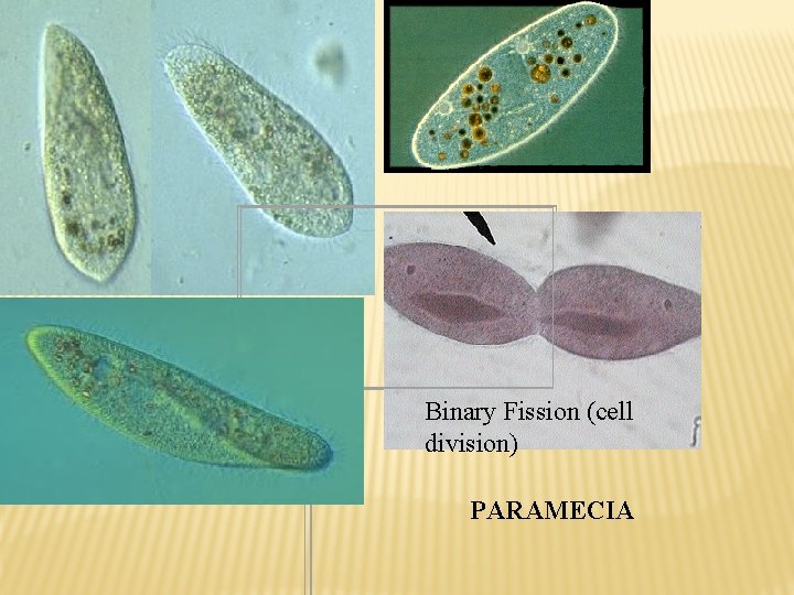 Binary Fission (cell division) PARAMECIA 
