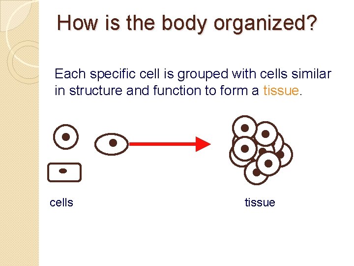 How is the body organized? Each specific cell is grouped with cells similar in