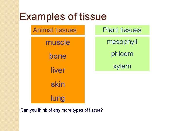 Examples of tissue Animal tissues Plant tissues muscle mesophyll bone phloem liver skin lung